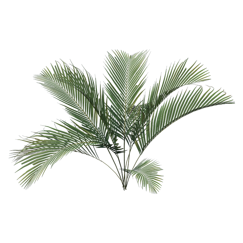 Chamaedorea cataractarum - Cat Palm